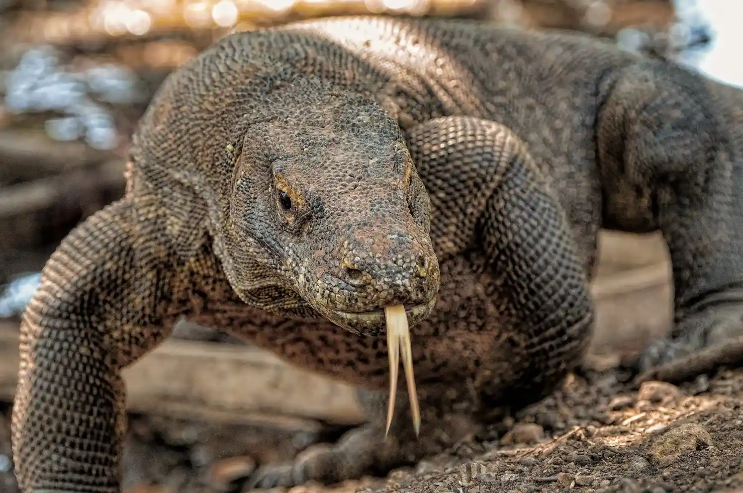 Is Komodo Island Safe for Solo Travelers in 2027? Essential Safety Tips for First-Timers