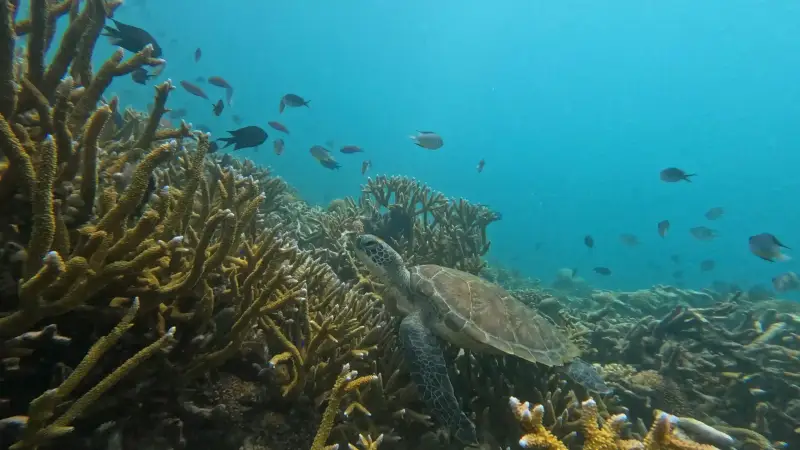 A turtle over coral while diving in Komodo