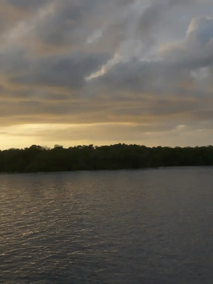 Mangroves at Kalong Island at dusk