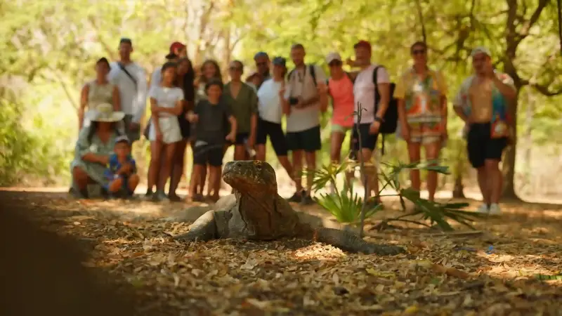 A Komodo dragon on Rinca Island
