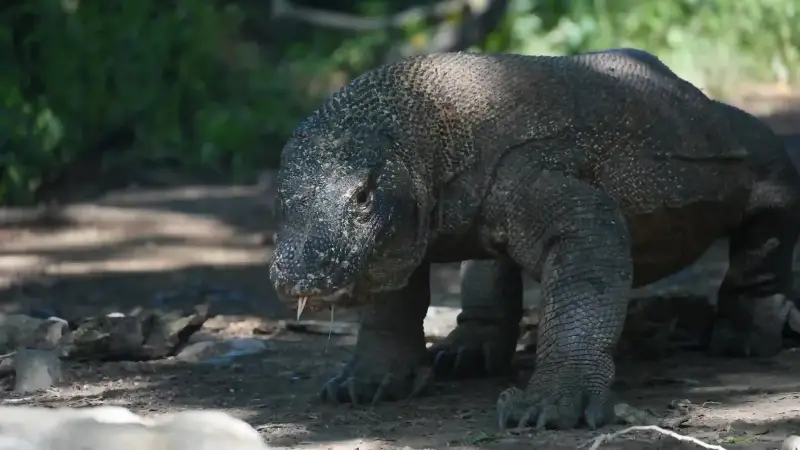 A Komodo dragon on the savannah