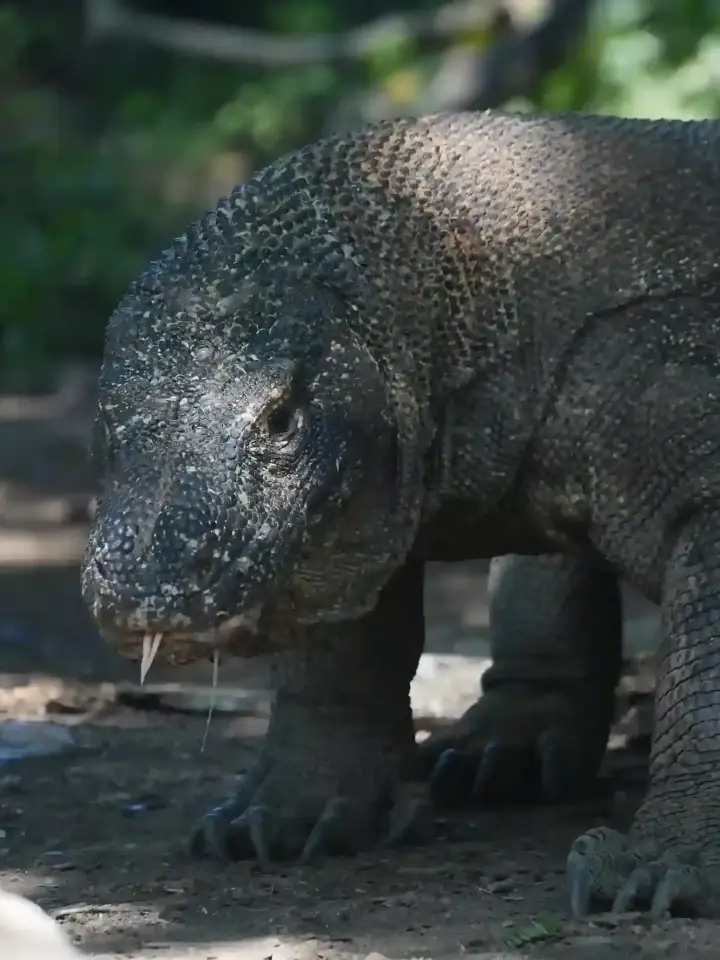 A Komodo dragon on Komodo Island