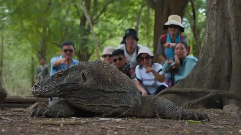 A Komodo dragon and a ranger group on Rinca Island