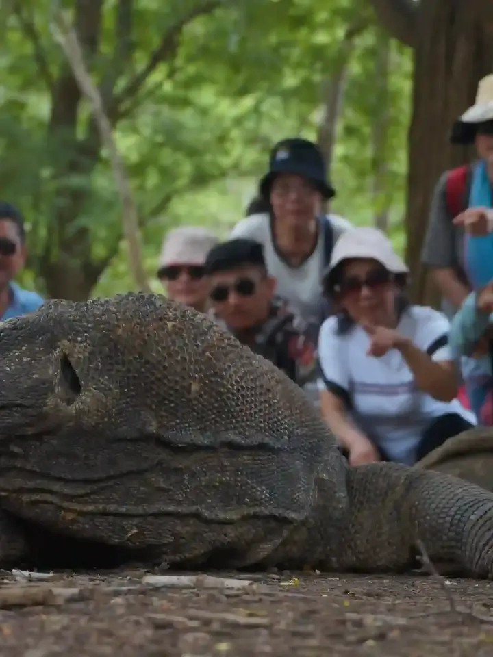 A Komodo dragon and a ranger group on Rinca Island