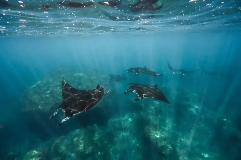 A manta ray over the reef