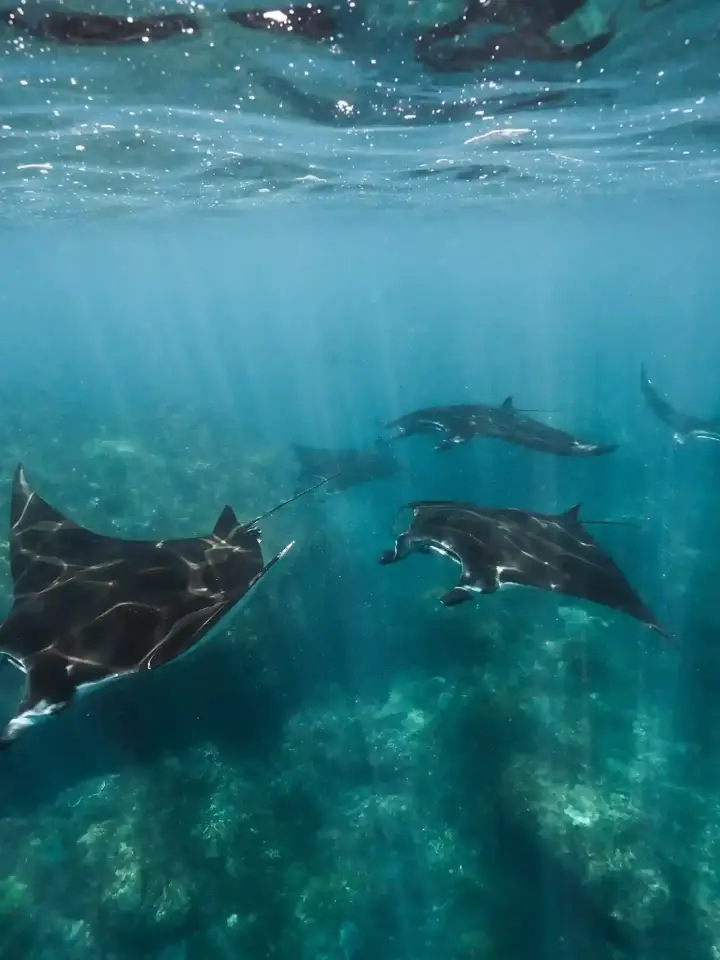 A manta ray at Manta Point