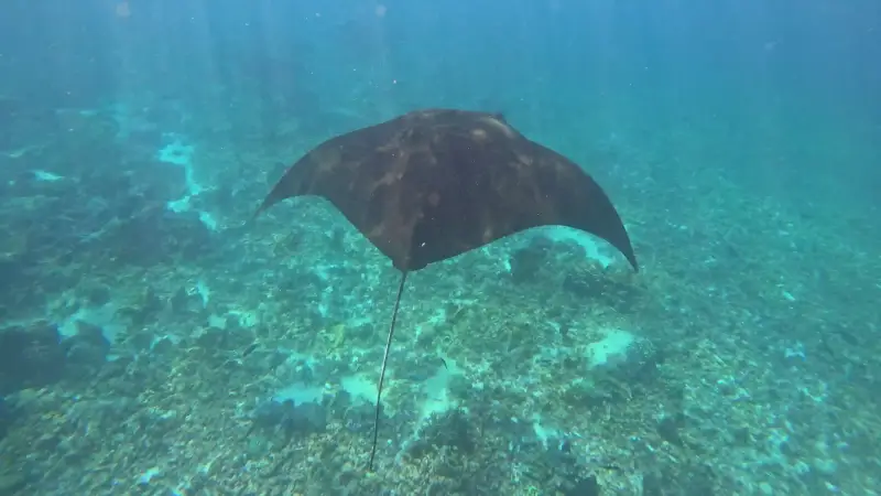 A manta ray gliding over the reef at Manta Point